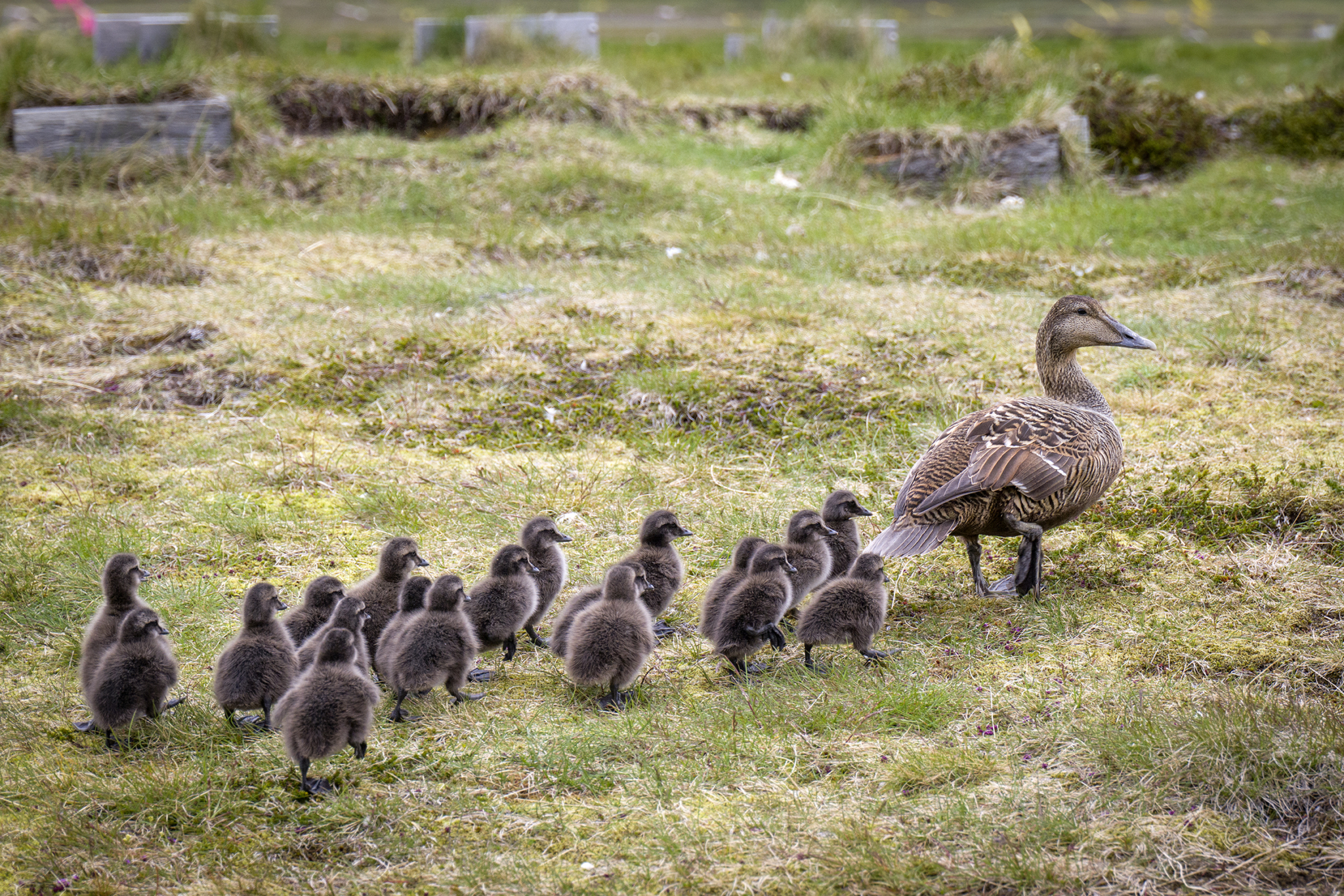 Amongst the Birds ©  Neutrinos Productions , Ragnar Axelsson