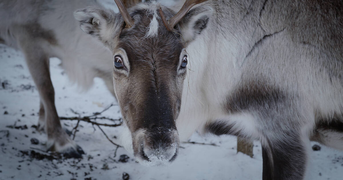 Sámi vs. Sámi