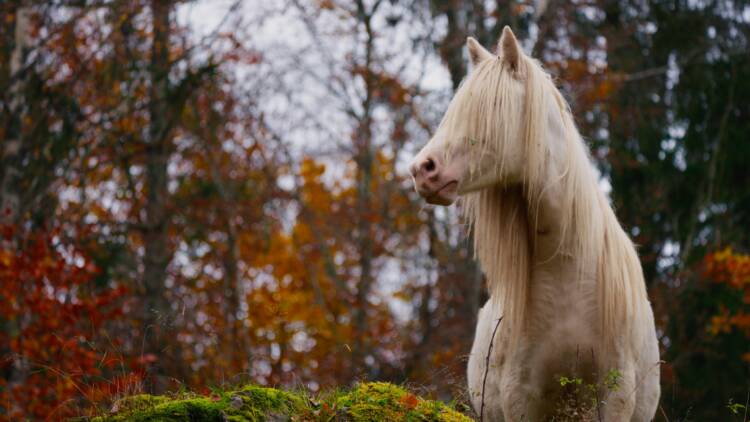 The Horse Hovedbilde Fotograf Lars Erlend Tubaas Oymo