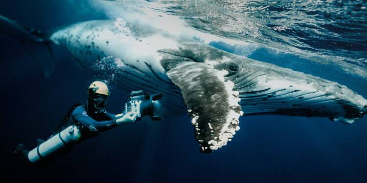 The Whale Mystery© Wigman Media